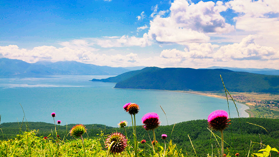 Prespa Lake flora and fauna